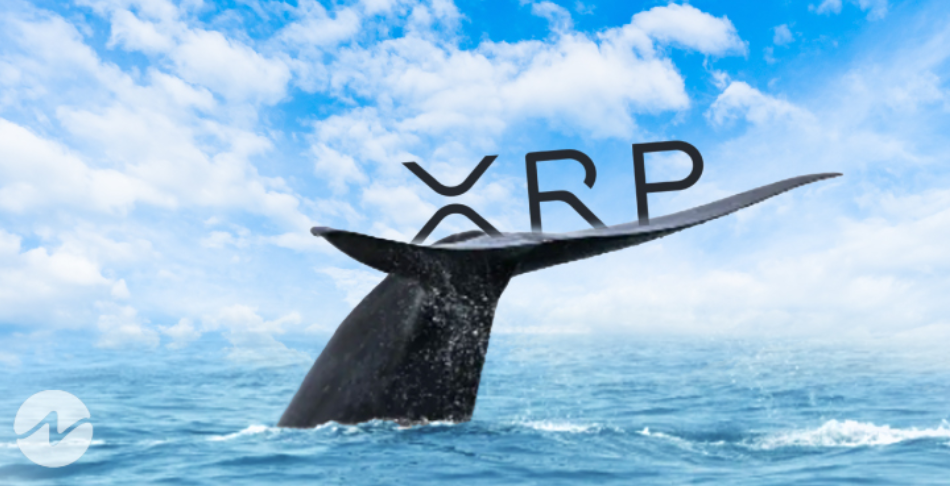 XRP balinalarında dev hareketlilik