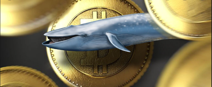 bitcoin balinaları birikiyor